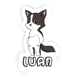 Border Collie Sticker